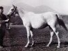 broodmare Norka 1946 ox (Arabian thoroughbred, 1946, from Naseem 1922 ox)