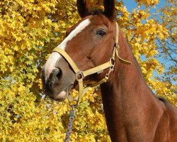 Pferd Ronaldo (Bayer, 1998, von Ragazzo)