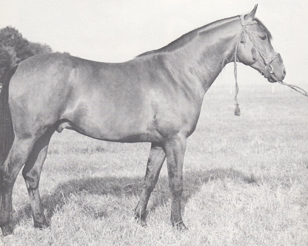 stallion Badr Bedur 1960 ox (Arabian purebred, 1960, from Comet 1953 ox)