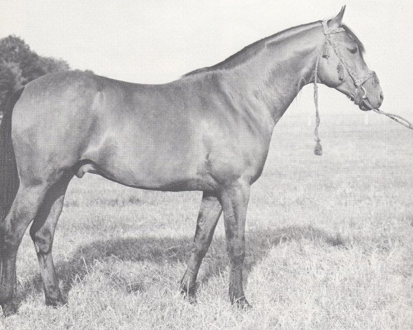stallion Badr Bedur 1960 ox (Arabian thoroughbred, 1960, from Comet 1953 ox)