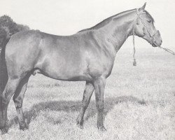 Deckhengst Badr Bedur 1960 ox (Vollblutaraber, 1960, von Comet 1953 ox)