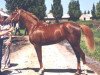 broodmare Viola 1983 ox (Arabian thoroughbred, 1983, from Naftalin 1977 ox)