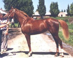 broodmare Viola 1983 ox (Arabian thoroughbred, 1983, from Naftalin 1977 ox)