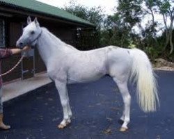 stallion Vadeer 1989 ox (Arabian thoroughbred, 1989, from Mamluk 1970 ox)