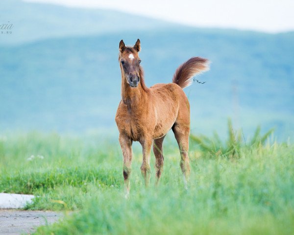 Pferd Vasilisa Tersk 2013 ox (Vollblutaraber, 2013, von Vasilij 2007 ox)