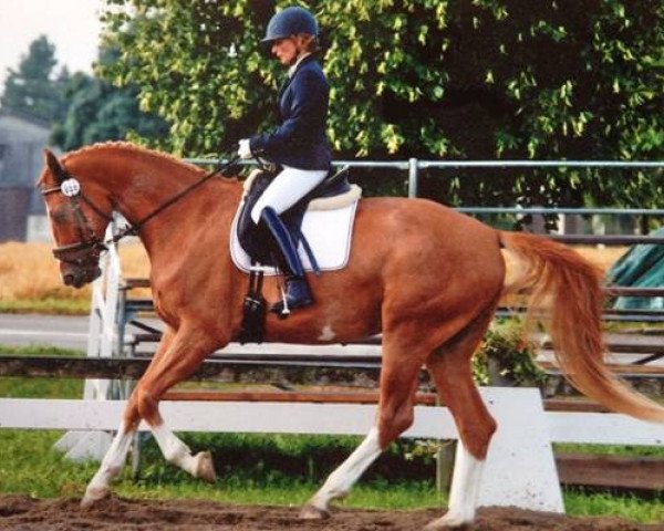 horse Warcambaro (Hanoverian, 2008, from Warkant)