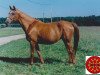 broodmare Fantasia 1972 ox (Arabian thoroughbred, 1972, from Gosse du Bearn 1954 ox)