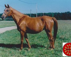 broodmare Fantasia 1972 ox (Arabian thoroughbred, 1972, from Gosse du Bearn 1954 ox)