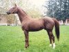 stallion Akbar 1990 ox (Arabian thoroughbred, 1990, from Djelfor 1984 ox)