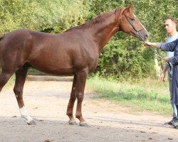 stallion Zakbar 2008 ox (Arabian thoroughbred, 2008, from Akbar 1990 ox)