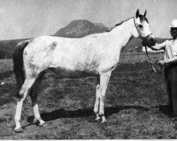 broodmare Nevesta 1975 ox (Arabian thoroughbred, 1975, from Aswan 1958 EAO)