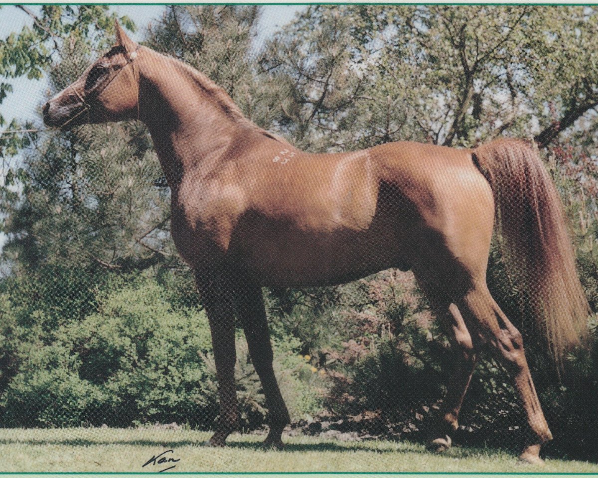 stallion Vatican 1983 ox (Arabian purebred, 1983, from Kumir 1973 ox)