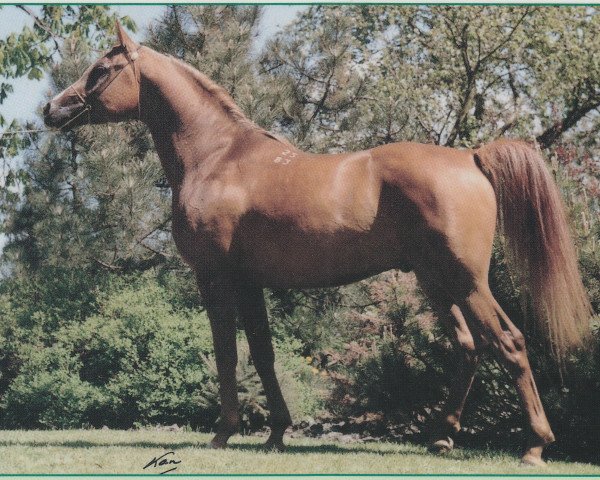 stallion Vatican 1983 ox (Arabian thoroughbred, 1983, from Kumir 1973 ox)