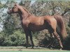 stallion Vatican 1983 ox (Arabian thoroughbred, 1983, from Kumir 1973 ox)
