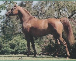 stallion Vatican 1983 ox (Arabian thoroughbred, 1983, from Kumir 1973 ox)