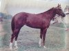 broodmare Versia 1983 ox (Arabian thoroughbred, 1983, from Naftalin 1977 ox)