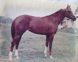 Zuchtstute Versia 1983 ox (Vollblutaraber, 1983, von Naftalin 1977 ox)