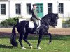 stallion Count Up (Hanoverian, 2004, from Conteur)