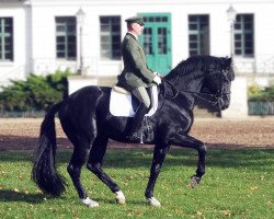 stallion Count Up (Hanoverian, 2004, from Conteur)