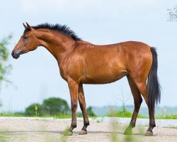 broodmare Windy Tersk 2011 ox (Arabian thoroughbred, 2011, from Newmarket 2004 ox)