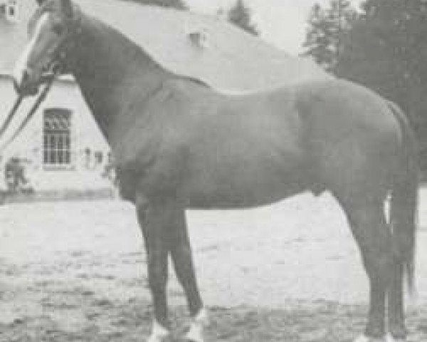 stallion Djouran 1966 ox (Arabian thoroughbred, 1966, from Saint Laurent 1948 ox)