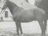 stallion Djouran 1966 ox (Arabian thoroughbred, 1966, from Saint Laurent 1948 ox)