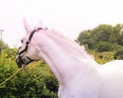 broodmare Centella LXXXIX (Pura Raza Espanola (PRE), 2002, from Algabeño X)