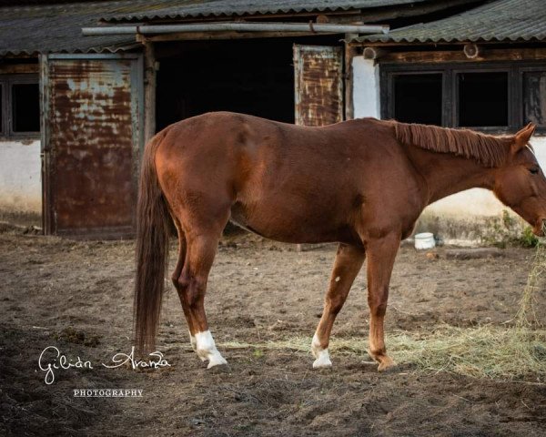 Pferd Lord of Zselic (Ungarisches Warmblut, 2017, von Fons et Origo)