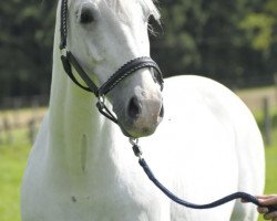 Pferd Nigel 8 (Hessisches Warmblut, 1999, von Nightstar DR)