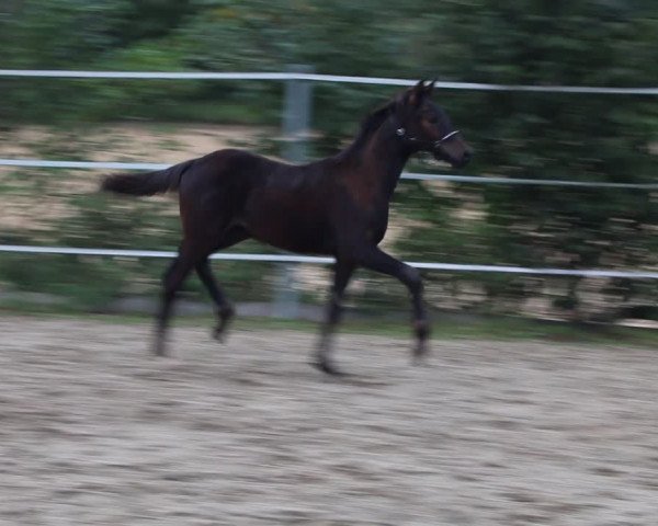 Video of Simply Simon 4