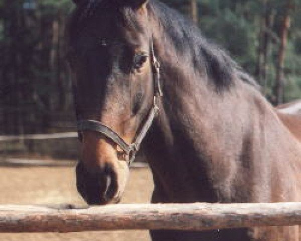 Pferd Corlandos (Holsteiner, 1989, von Calando IV)