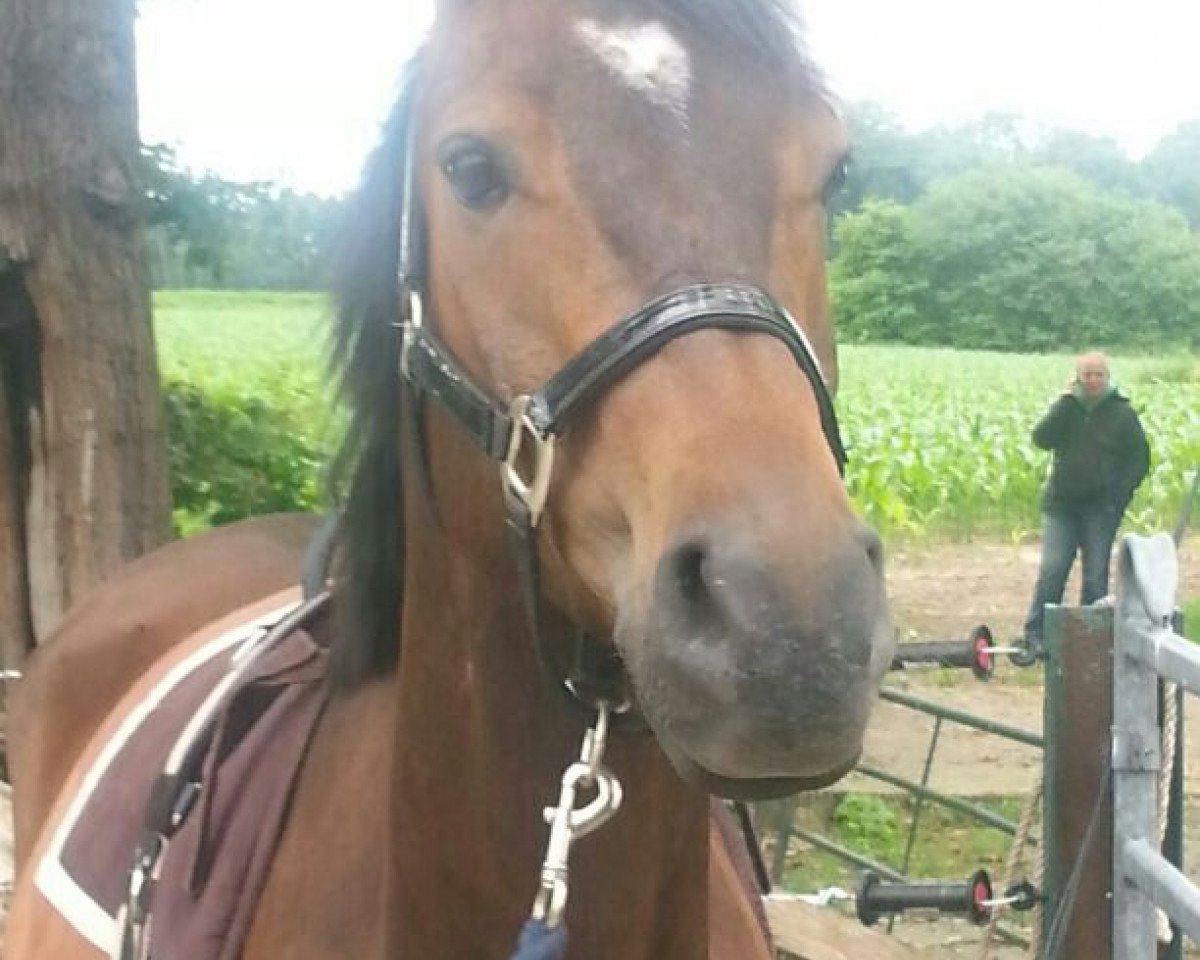 jumper Fuenta van de Casporan (Nederlands Rijpaarden en Pony, 2009, from First Stayerhof's Ramzi H)