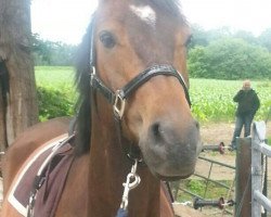 jumper Fuenta van de Casporan (Nederlands Rijpaarden en Pony, 2009, from First Stayerhof's Ramzi H)