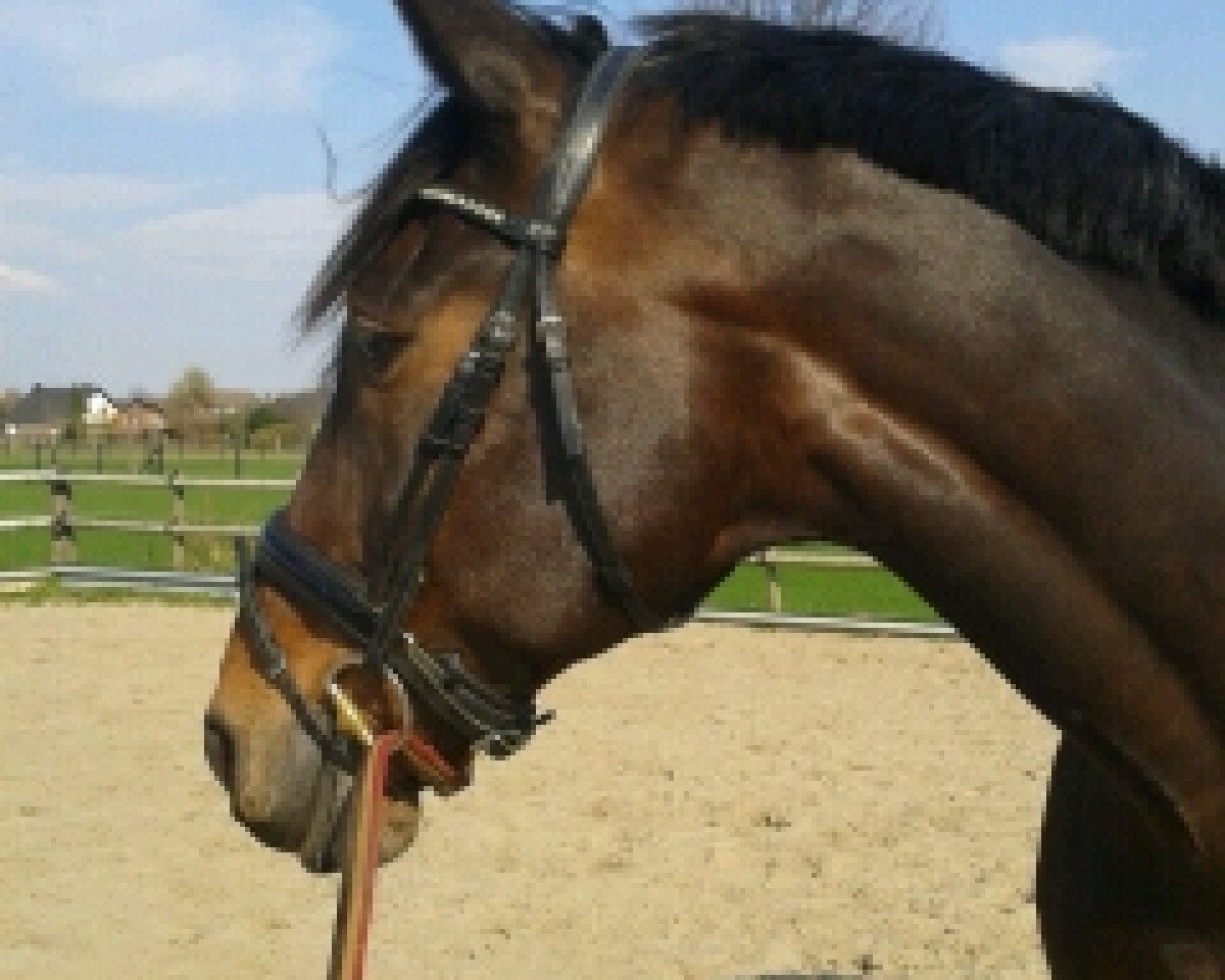 Springpferd Rubikon 44 (Sachsen-Anhaltiner, 2002, von Renier)