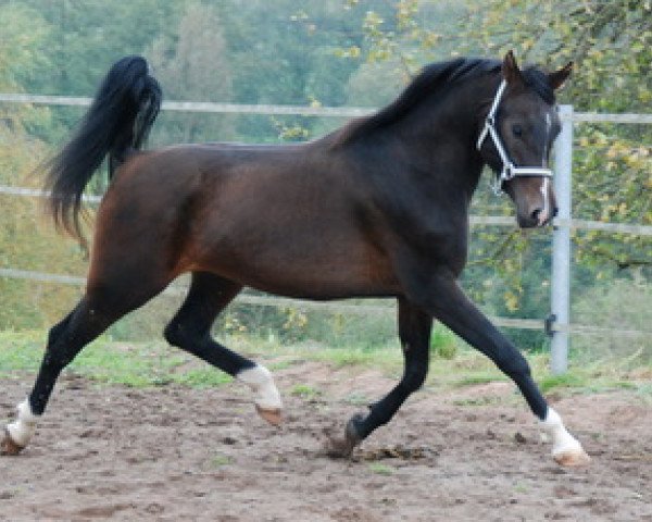 Pferd MS Magnat 2007 ox (Vollblutaraber,  , von Kamerton)