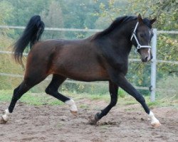 horse MS Magnat 2007 ox (Arabian thoroughbred,  , from Kamerton)