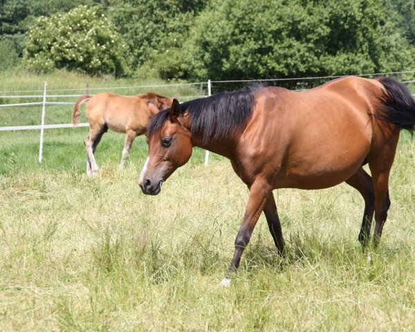 broodmare Matrika 1998 ox (Arabian thoroughbred,  , from Pomarval ox)