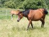 broodmare Matrika 1998 ox (Arabian thoroughbred,  , from Pomarval ox)