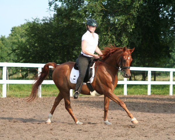 horse Masheik 2005 ox (Arabian thoroughbred,  , from Kamerton)