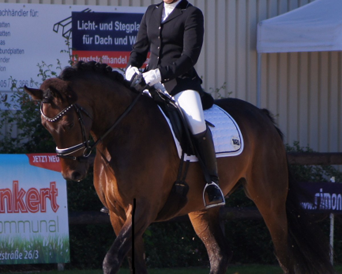 Dressurpferd Funky Daimond H (Hannoveraner, 2009, von For Compliment)