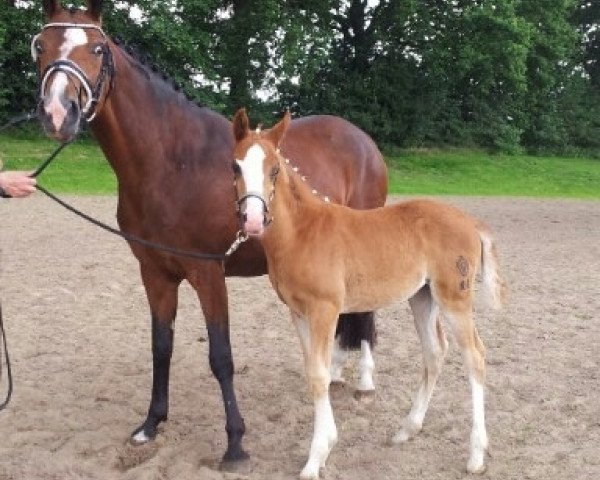 dressage horse Kolvenfeld's d'or Couleure (German Riding Pony, 2014, from Djalisco J)