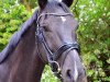 dressage horse Lennon G (Luxembourg horse, 2007, from Likoto xx)