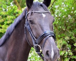 dressage horse Lennon G (Luxemburgisches Reitpferd, 2007, from Likoto xx)