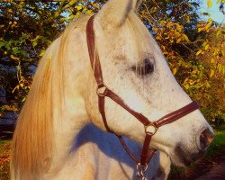 horse Aaradshany ox (Arabian thoroughbred, 1988, from Aaron ox)