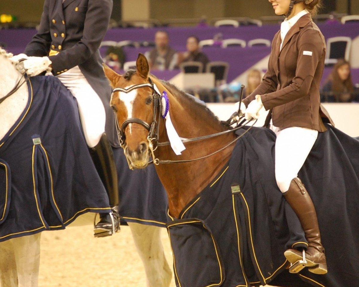 stallion Vom Feinsten (German Riding Pony, 2003, from Verdi)