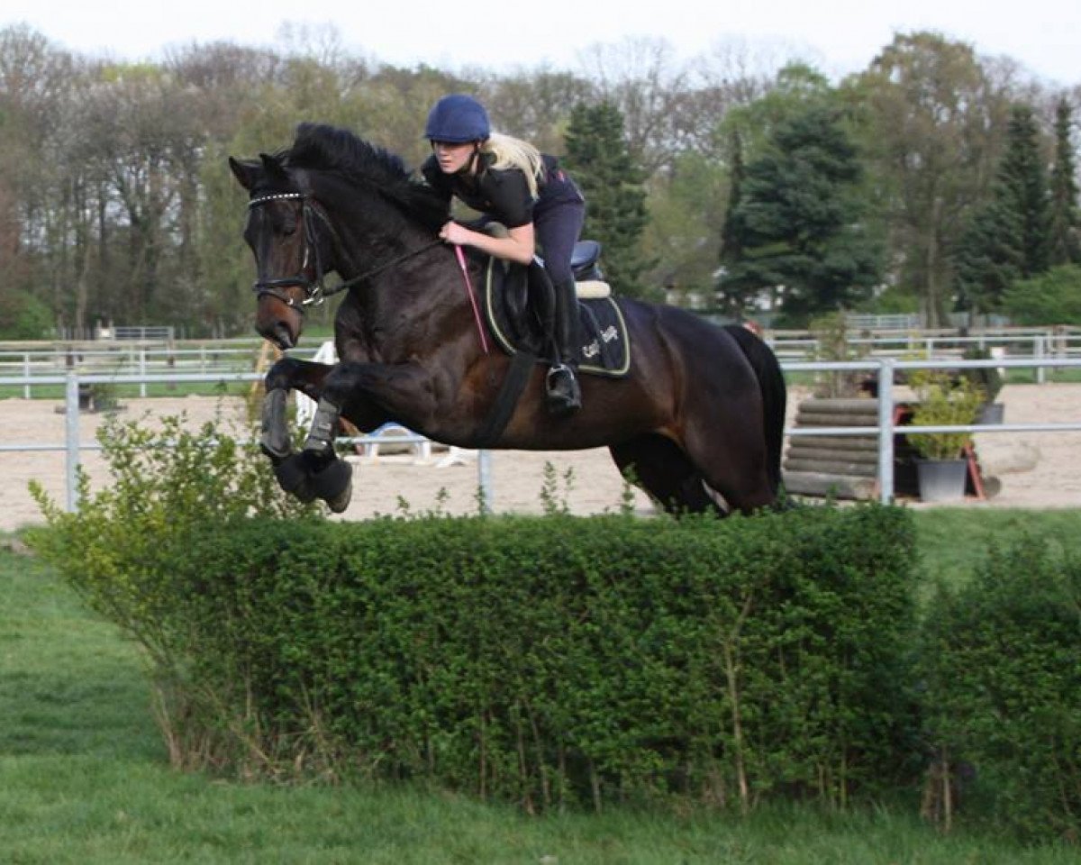 jumper Capt'n Hugo (Westphalian, 2006, from Calido I)