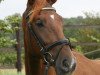 dressage horse Brüno (Rhinelander, 2010, from Basic)