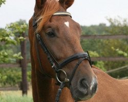 dressage horse Brüno (Rhinelander, 2010, from Basic)