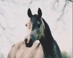 broodmare Mercuria 1986 ox (Arabian thoroughbred, 1986, from Nadejni 1977 ox)