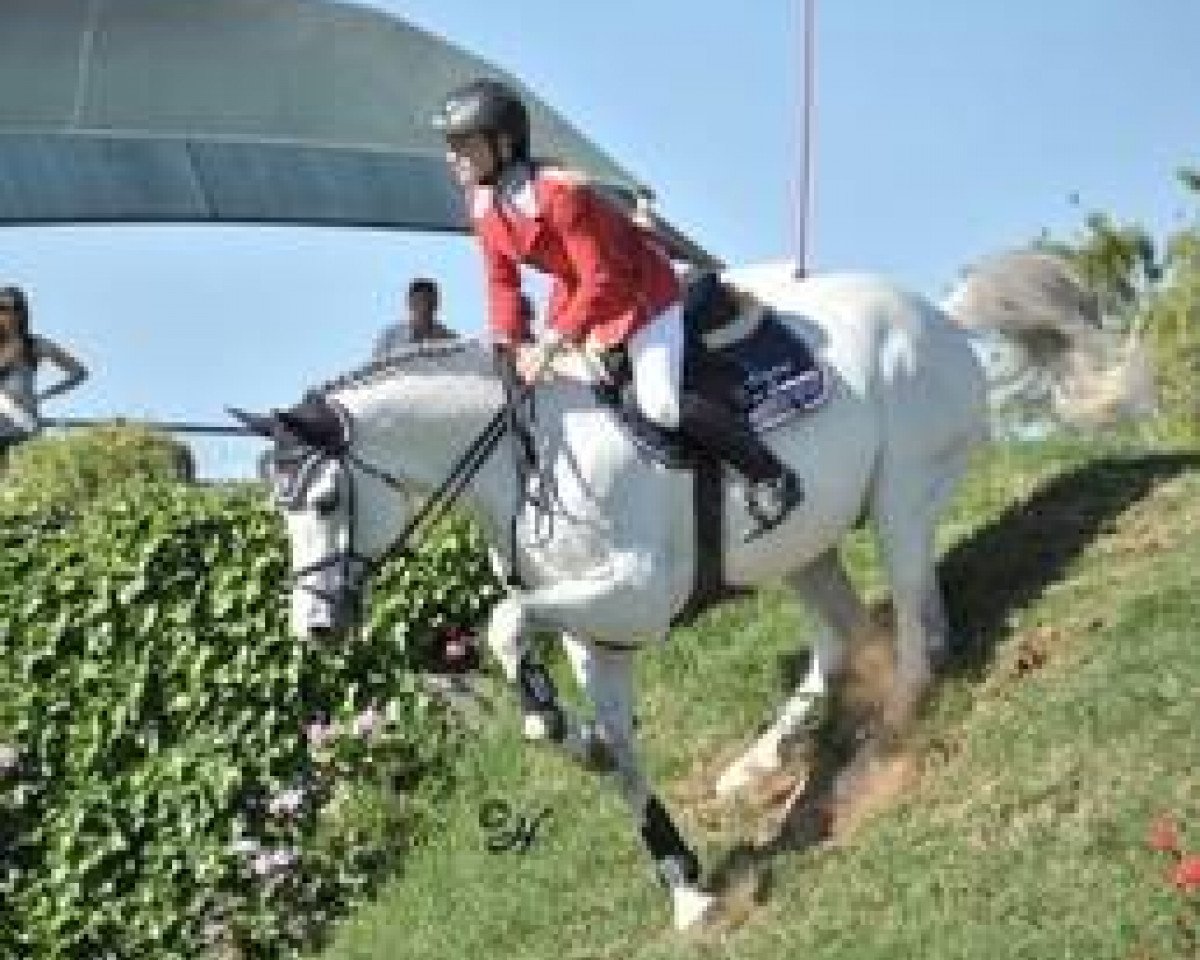 jumper Don Cumarco (Belgian Warmblood, 2003, from Cumano)
